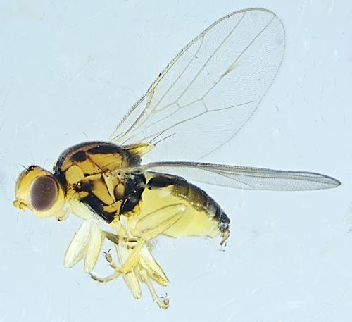 Elachiptera bimaculata